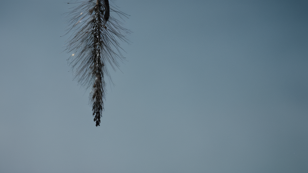 Poste de laboratoire prêt pour l’analyse d’un prélèvement de cheveux.