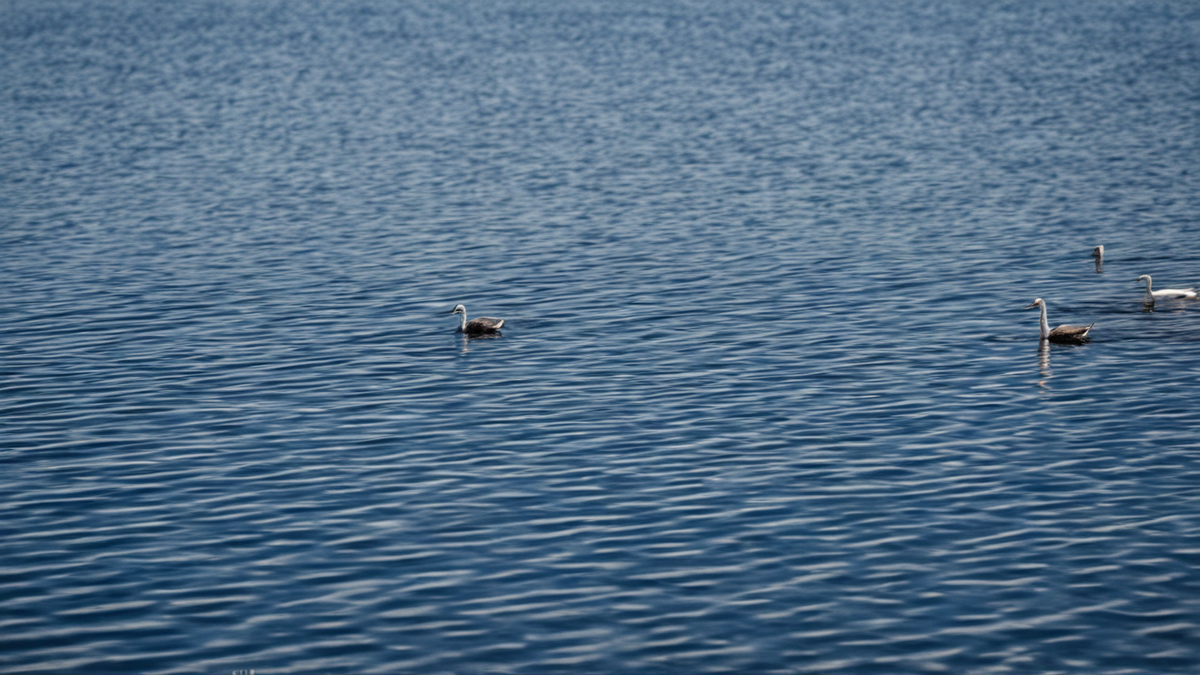Des maisons basses et des passerelles dans un paysage de delta très exposé à l'eau.