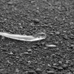 Fda methodes plus tot tests animaux medicaments featured