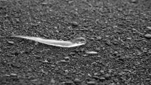 Fda methodes plus tot tests animaux medicaments featured