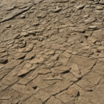 Fossiles chinois explosion vie animale featured