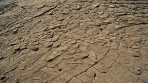 Fossiles chinois explosion vie animale featured