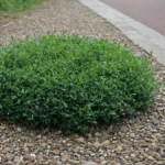 Friches verdies rue securite baisse criminalite featured