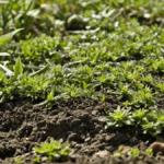 Gravel garden feu chaleur featured