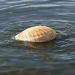 Huitres mer du nord 15 millions recif vivant featured