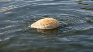 Huitres mer du nord 15 millions recif vivant featured