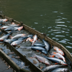 Jakarta poissons nettoyeurs canaux filets invasifs featured