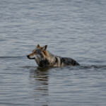 Loup casier crabe intelligence outil featured