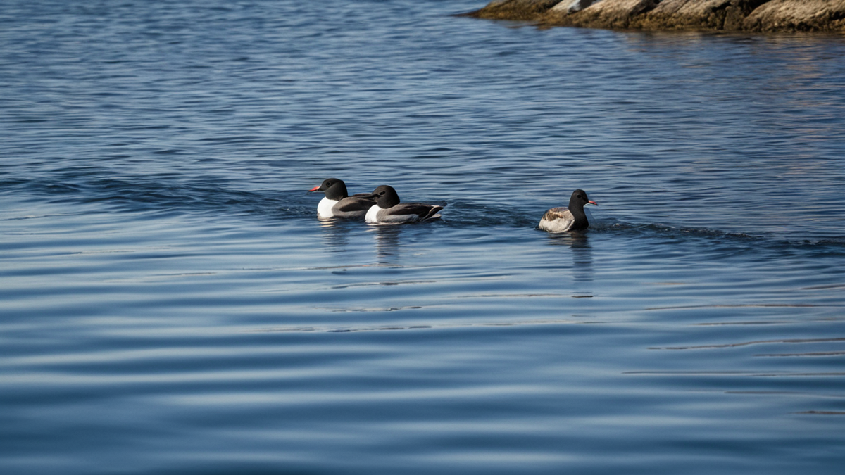 Manchots Adélie au bord de l'eau sur une glace antarctique sobre.