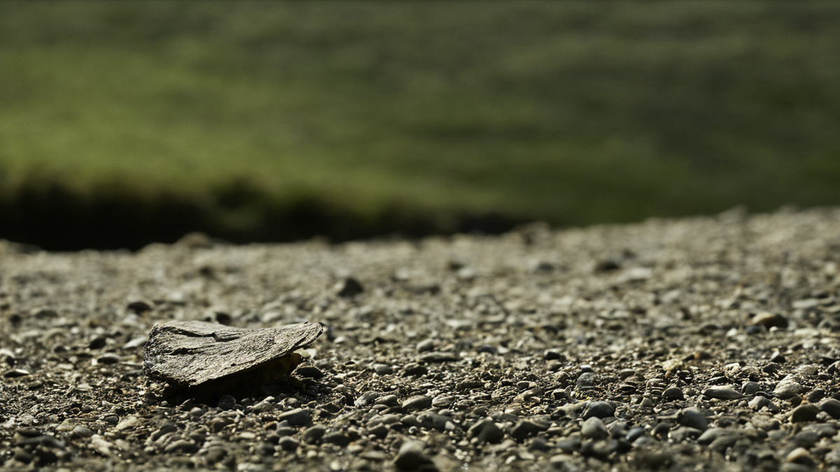 Salle d’enchères avec objets de rock exposés.