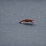 Openclaw lobsters usage quotidien featured