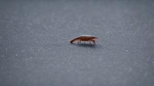 Openclaw lobsters usage quotidien featured