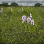 Orchidees pollinisation chute featured