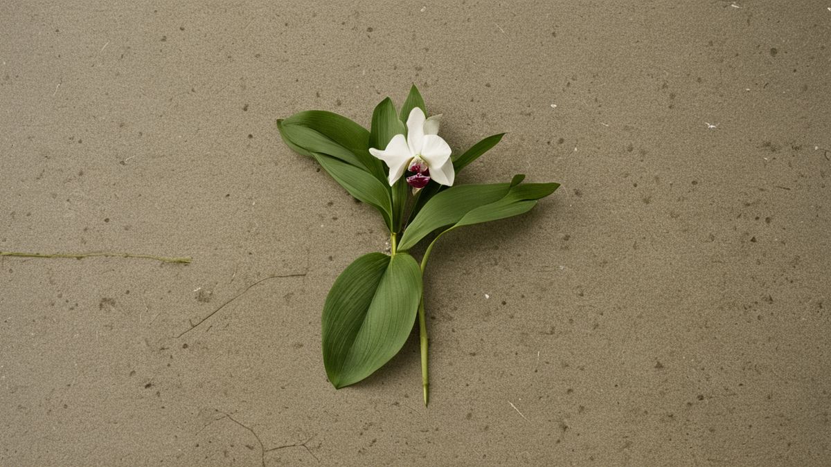 Spécimens d’orchidées séchées dans un herbier avec une loupe et des étiquettes floutées.