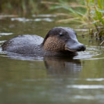 Ornithorynque encore plus etrange featured