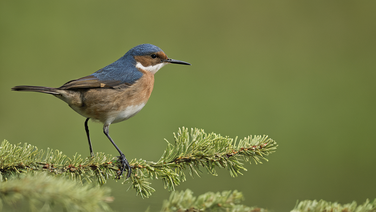 Un site d’observation naturaliste montre que le retour du papillon repose sur des sightings suivis et comparés.