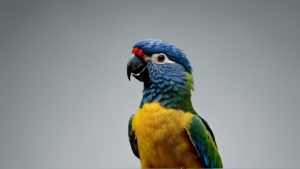 Perroquets prenoms featured