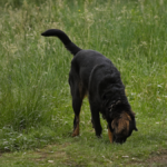 Plus ancien chien vie partagee humains featured