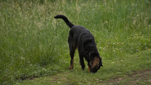 Plus ancien chien vie partagee humains featured