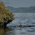 Poissons escaladent chute congo featured