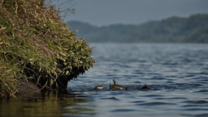 Poissons escaladent chute congo featured