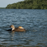 Poulpe bras goute partenaire hormones featured