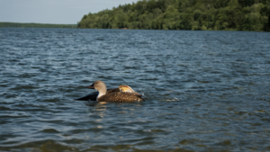 Poulpe bras goute partenaire hormones featured