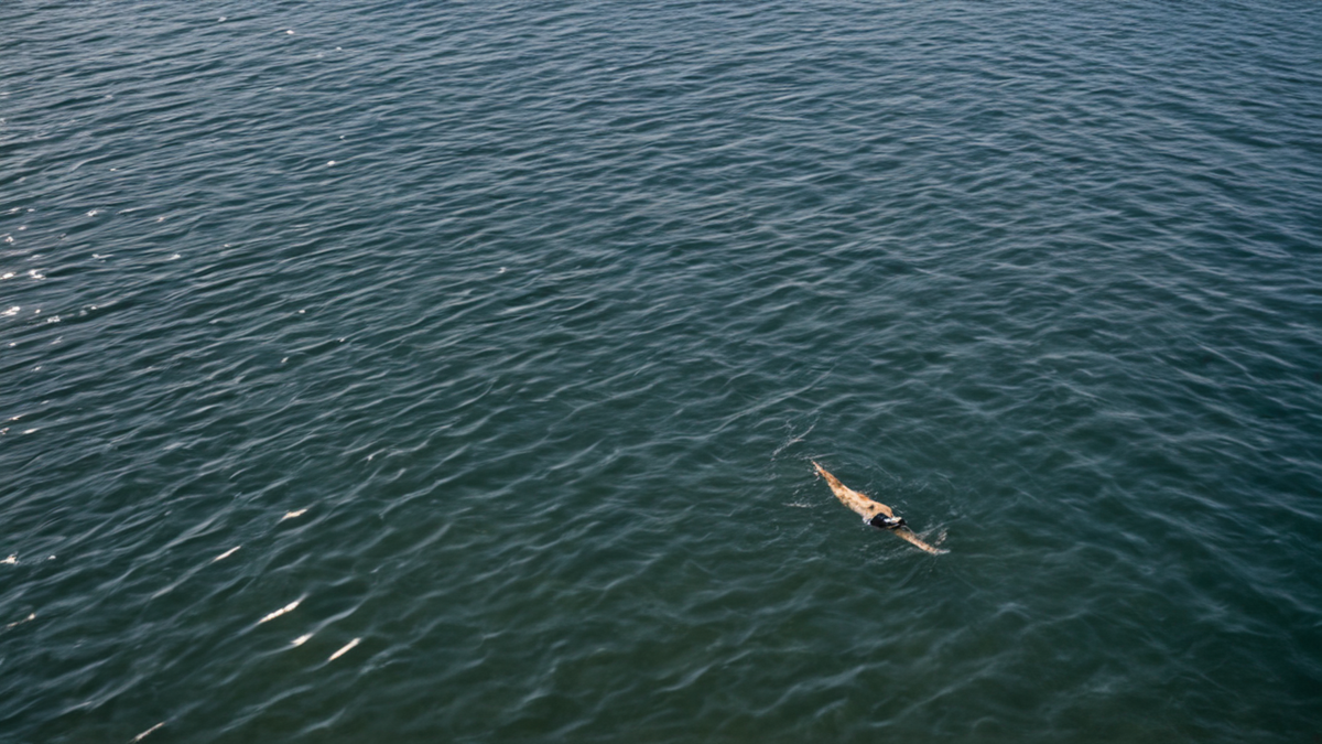 Ventouses d’un bras de poulpe au contact d’une séparation en bassin