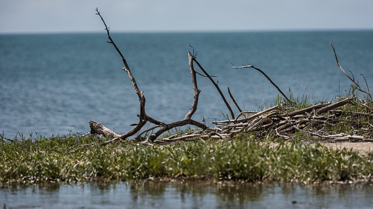 Poulpe calme au fond d’un bassin avec plusieurs bras déployés
