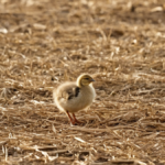 Poussins contact humain emotions positives featured