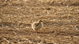 Poussins contact humain emotions positives featured