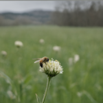 Rechauffement reveil trop tot abeilles guepes featured