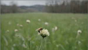 Rechauffement reveil trop tot abeilles guepes featured