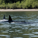 Requins bouledogues preferences sociales featured