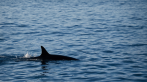 Requins thons surchauffe ocean featured