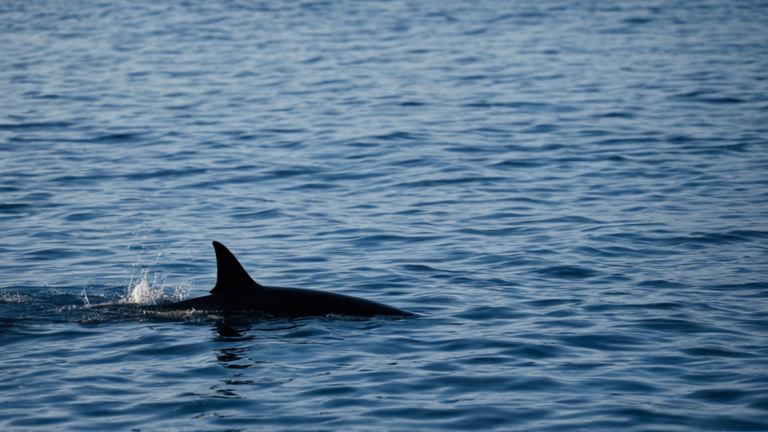 Requins thons surchauffe ocean featured