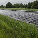 Riz limite thermique featured