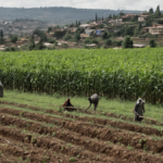 Rwanda terres agricoles ville kigali featured