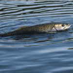 Saumons cocaine pollution comportement featured