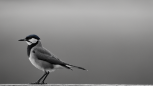 Sciences participatives bon clic donnee utile featured