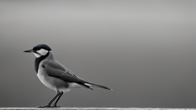 Une personne observe un oiseau près d’une fenêtre avec un téléphone posé sur une table.