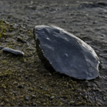 Spray nasal cerveau vieillissant preclinique featured