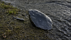 Spray nasal cerveau vieillissant preclinique featured