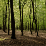 Truffes sol plus vivant secret souterrain featured