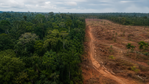 Amazonie : autour de 200 km² déboisés en avril, le signal que Lula veut porter à la COP31
