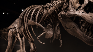 T. rex : ses bras minuscules auraient reculé quand ses mâchoires ont pris le pouvoir