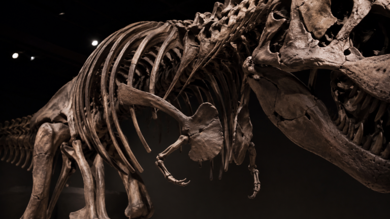 Bras minuscules t rex machoires hypothese ucl featured