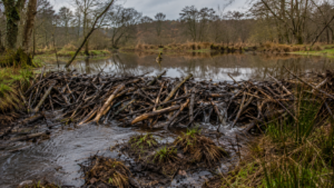 Castors du Dorset : un barrage de 35 mètres ramène l’eau, les oiseaux et une limite
