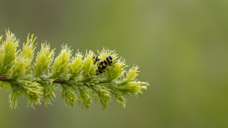 Une chenille longe un bourgeon de chêne encore fermé