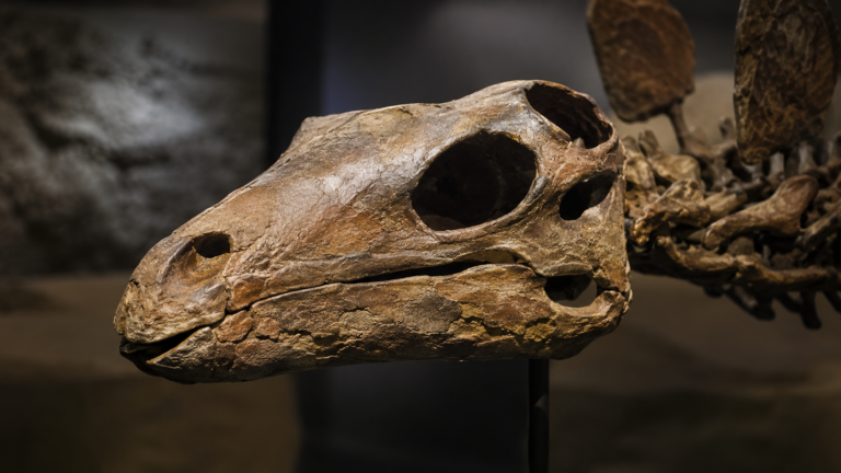 Un crâne fossile de stégosaure sous lumière de musée